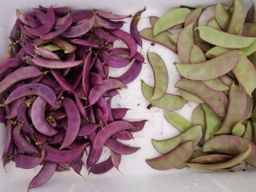 HOLLAND / SNOW PEA 荷兰豆 100g