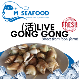 Live Gong Gong (贡贡) Edible sea snails 