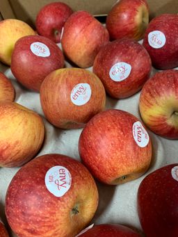 South Africa Envy Apple 🍎 