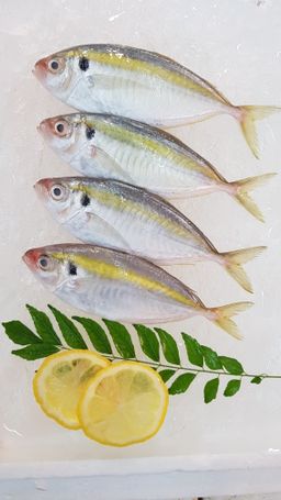 YellowStripe Scad Kunning 君令鱼