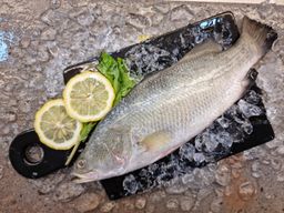 Seabass from Kukup 龟咯金目路