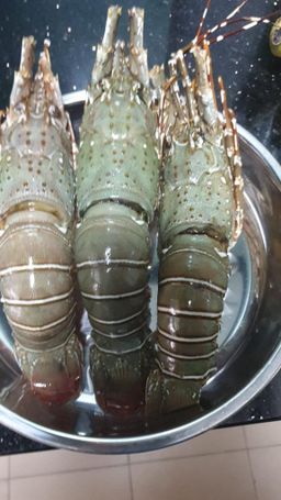 🦞Lobster🦞 *HOT!*