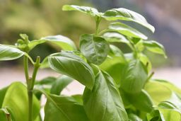九层塔 Basil leaves 10g
