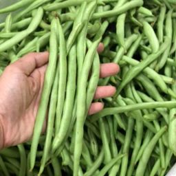 FRENCH BEAN / BUNCIS 烏龜豆 300g