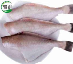 耗儿鱼/竹仔鱼 Leatherjacket