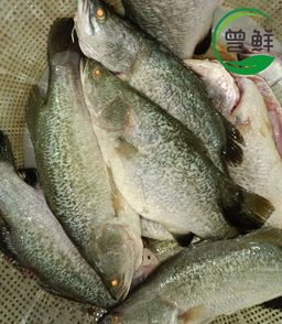 金目鲈 Seabass