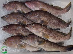 花斑 Longfin Grouper
