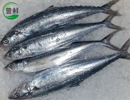 马鲛鱼 Mackerel