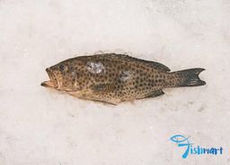 🎣 Whole Fish 🎣