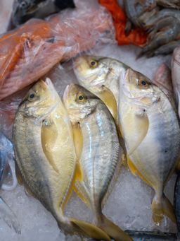 Golden Trevally 文兰