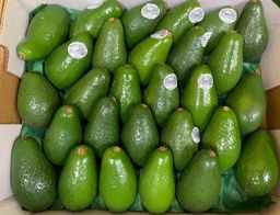 Premium avocado Hass products of Australia RB-LY