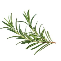 Rosemary (50g±) - 迷迭香(50g±)