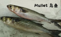 乌鱼 Mullet
