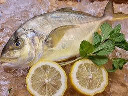 Golden Trevally 文兰