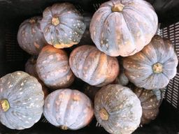 TAIWAN PUMPKIN / LABU MANIS 台灣鬆軟金瓜