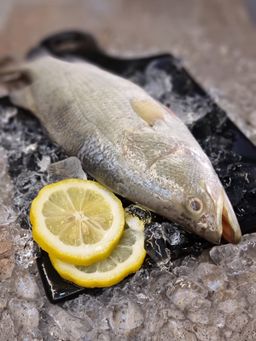 Seabass from Kukup 龟咯金目路