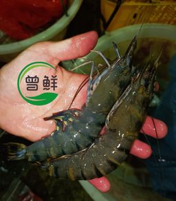 优惠-活老虎虾 Live Tiger Prawn
