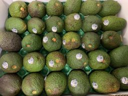 Premium avocado Hass products of Australia RB-LY