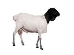 ذبيحة تنزاني مجمد (تقطيع مجاني)