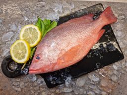 Red Snapper 春鸡