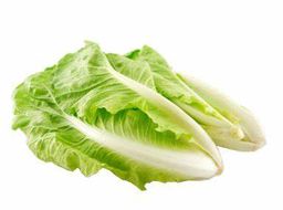 Cabbage - 卷心菜, 白菜, 皇白菜