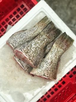 Black Grouper Tail (~500G) 黑石斑