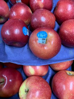 Pacific Rose Apple G