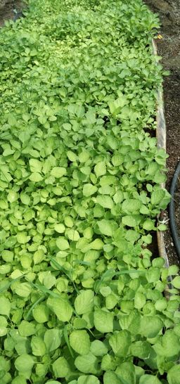 苋菜苗 baby bayam