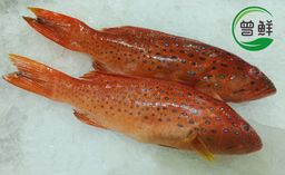 红斑 Red Grouper