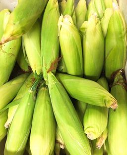 SUPER SWEET CORN / JAGUNG MANIS 玉蜀黍