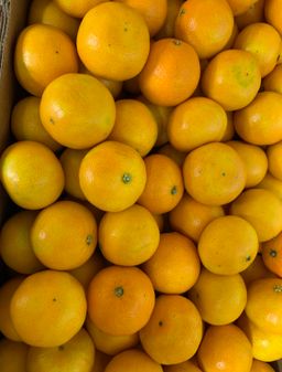 Set C-GOLDEN PHOENIX 【套餐C  - 金凤】