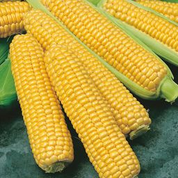 Sweet Corn - 甜玉米 2pcs 