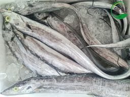 带鱼 Ribbonfish