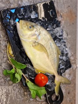 Golden Trevally 文兰