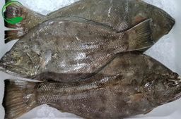 左口-比目鱼 Flounder Fish