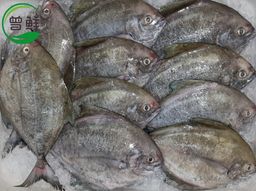 黑鲳 Black Pomfret