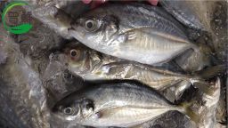 文冬鱼 Wild Mackerel