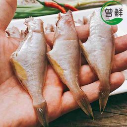 耗儿鱼/竹仔鱼 Leatherjacket