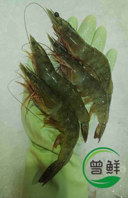 活虾 Live Prawn