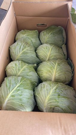 Japan cabbage kyabetsu