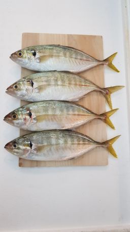 Fresh Fishes from Sea Catch