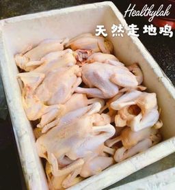 FREE RANGE CHICKEN / AYAM 天然走地鸡