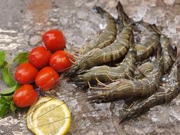 Fresh Tiger Prawns 老虎虾