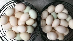 DUCK EGG / TELUR ITIK 鸭蛋 