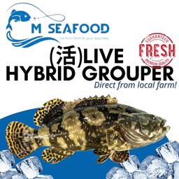  Live Hybrid Grouper (活龙虎斑) 