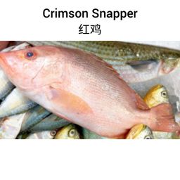 Crimson Snapper 红鸡