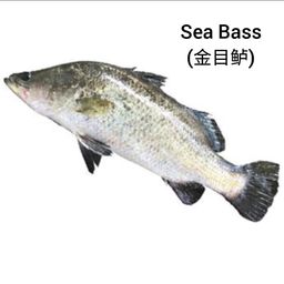 Sea Bass (金目鲈)