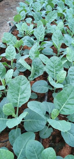 温室无农药日本芥兰