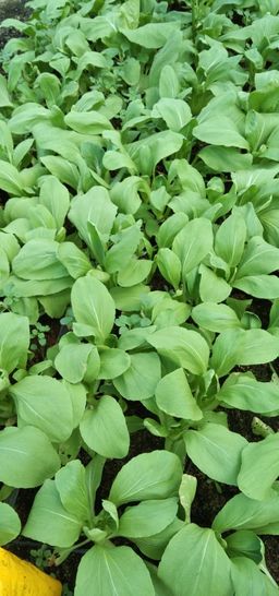 温室无农药小白菜