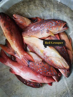 Wild Red Grouper (野生红石斑)
